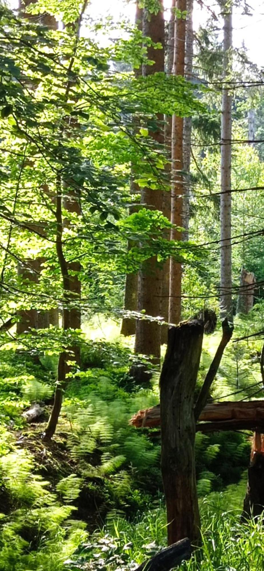 Gaestehaus Am Goldberg Sankt Oswald-Riedlhuette Zewnętrze zdjęcie